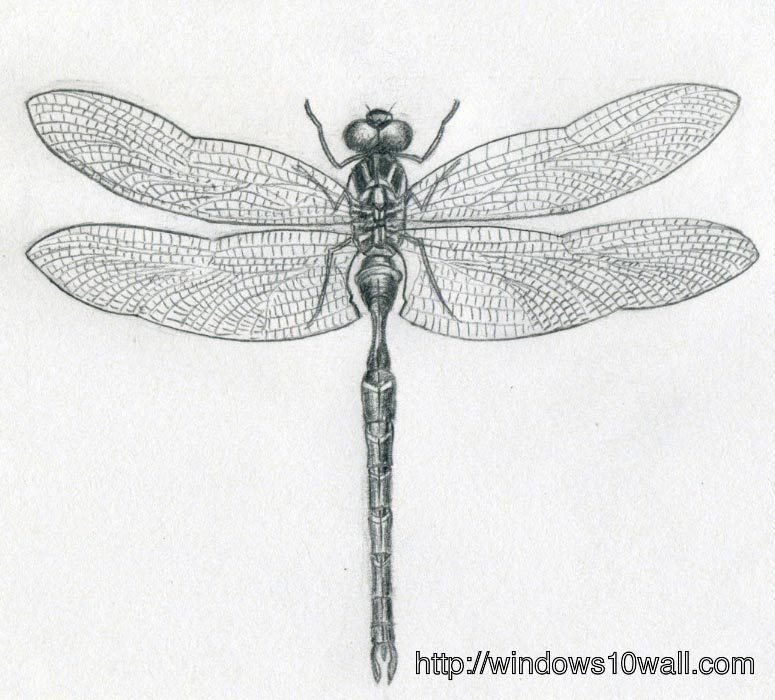 Dragonfly Drawings ideas