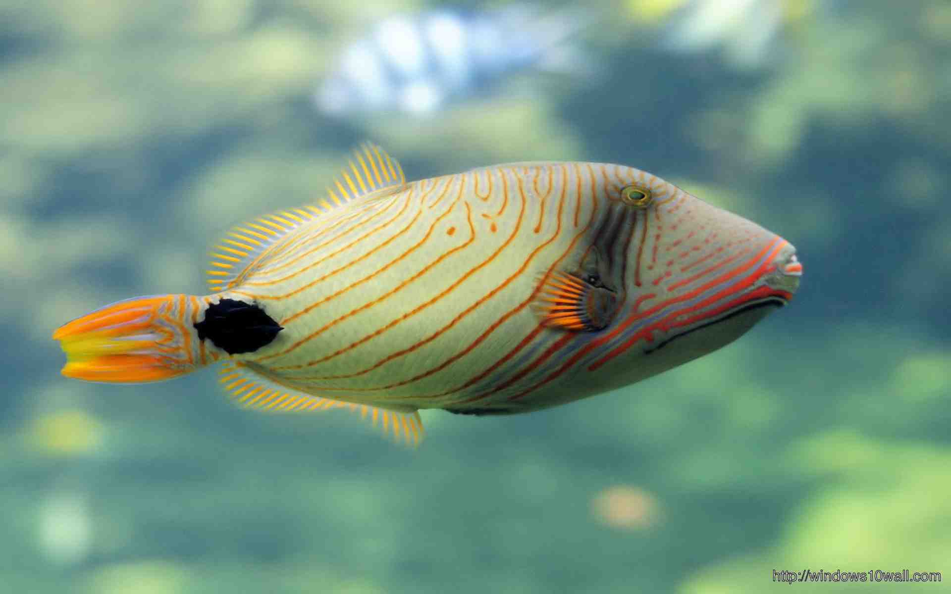 Fish Undersea Wallpaper