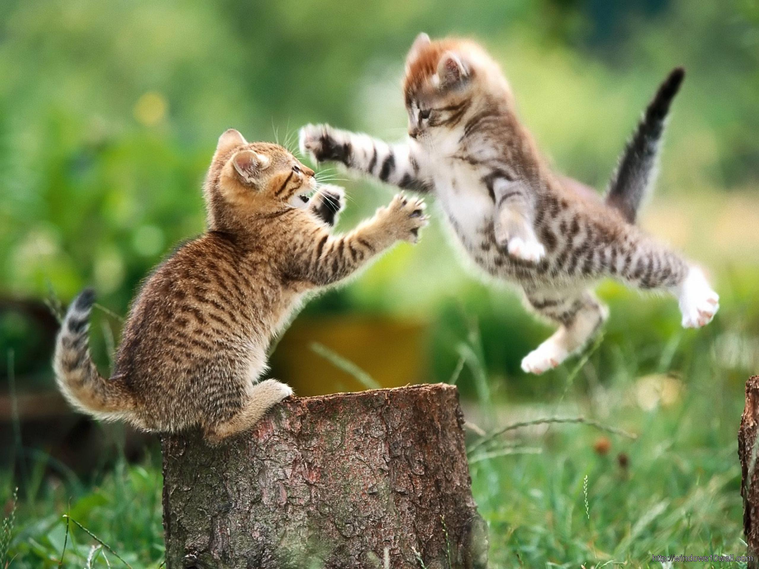 Funny Cats Playing Wallpaper