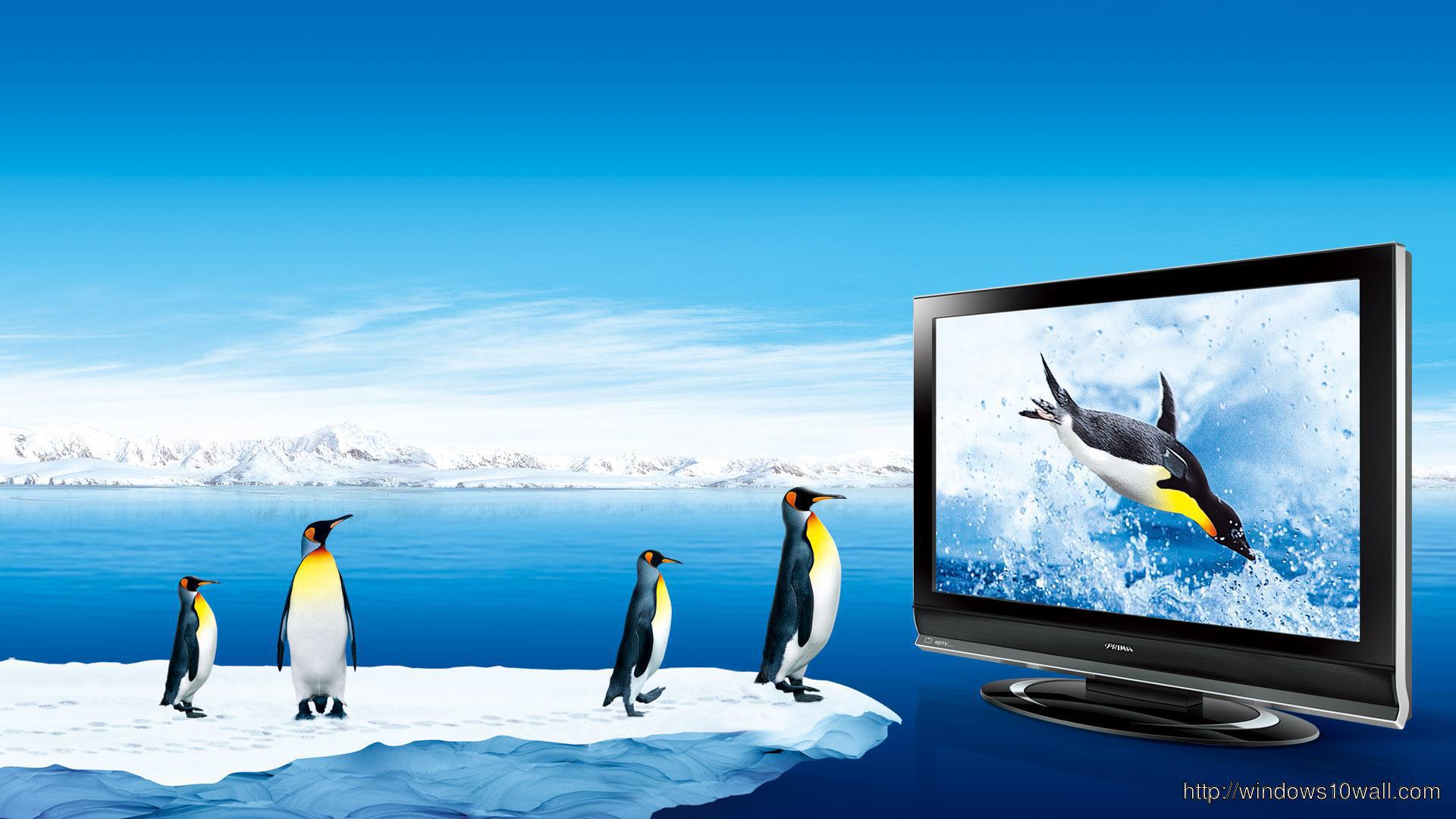 Funny Penguins Watch Tv Wallpaper