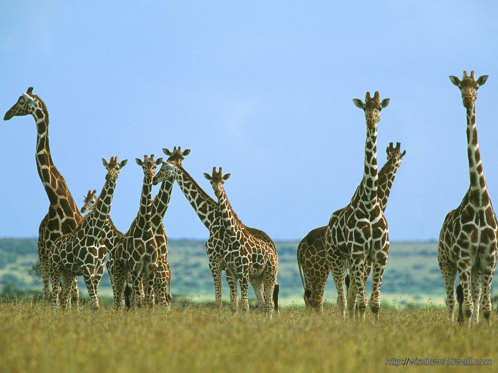 Giraffe Family Wallpaper