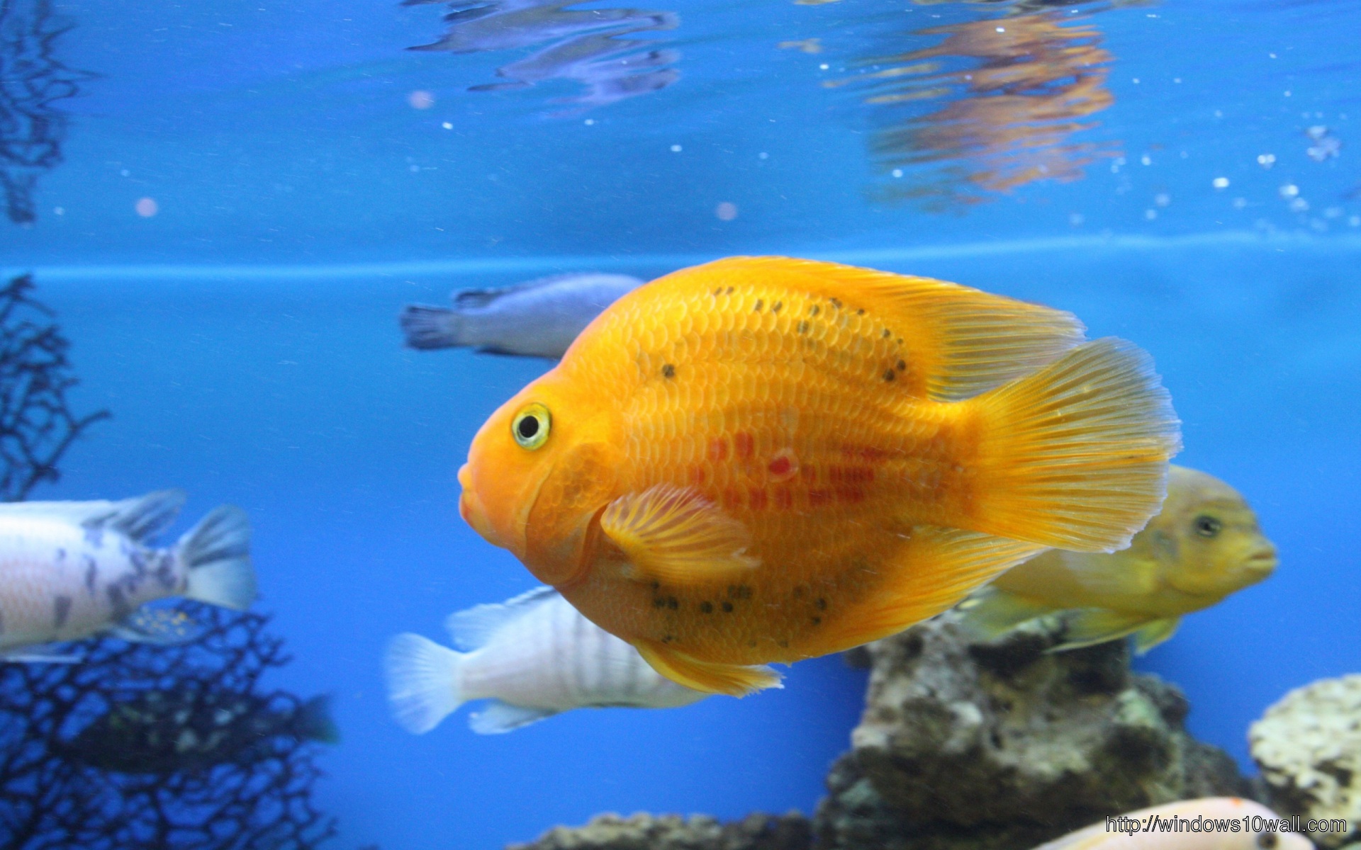 Golden Fish Undersea Wallpaper