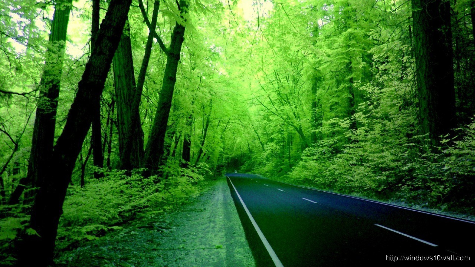 Green Forest Road Wallpaper