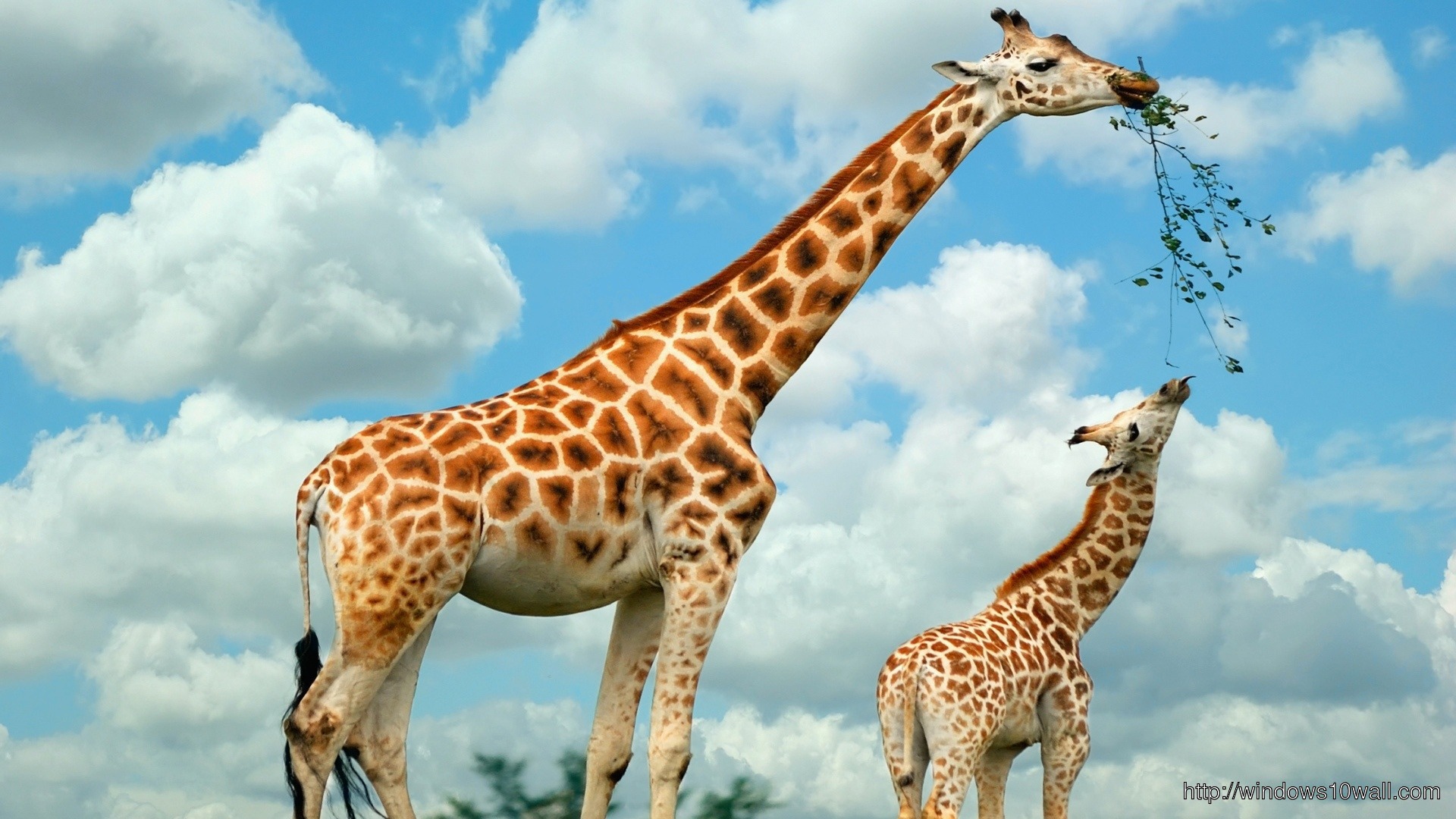 Hd Giraffe Family Wallpaper