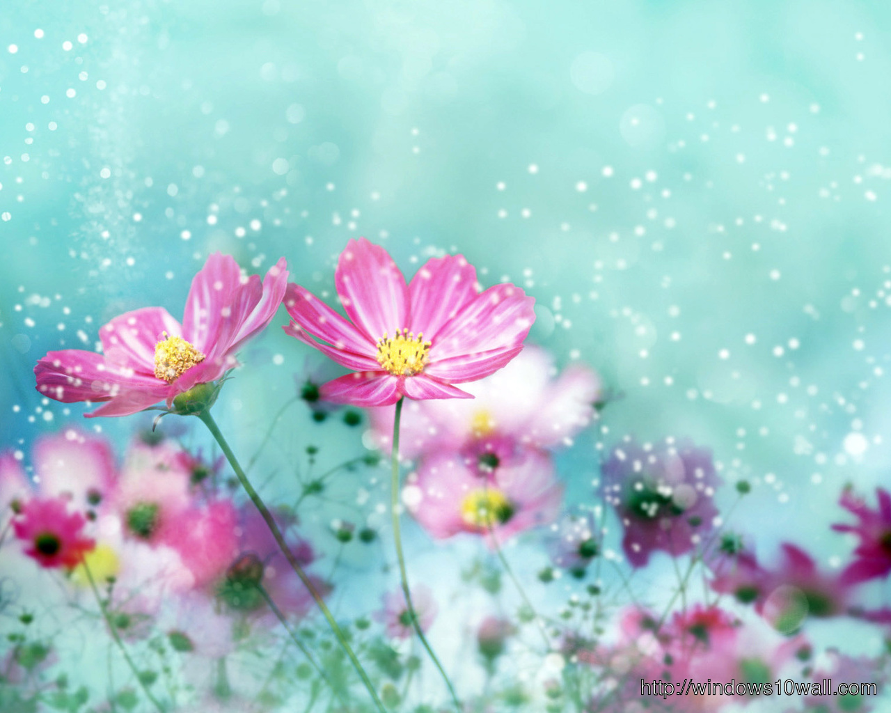 HD colorful flower wallpapers