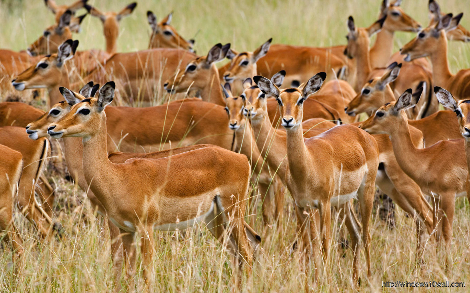 Herd Of Deer Animal Wallpaper