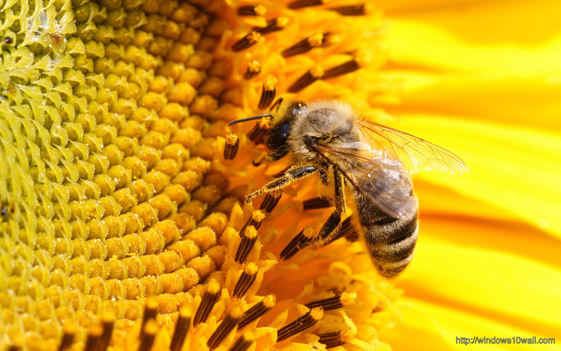Honey Bee On Sunflowers Wallpaper
