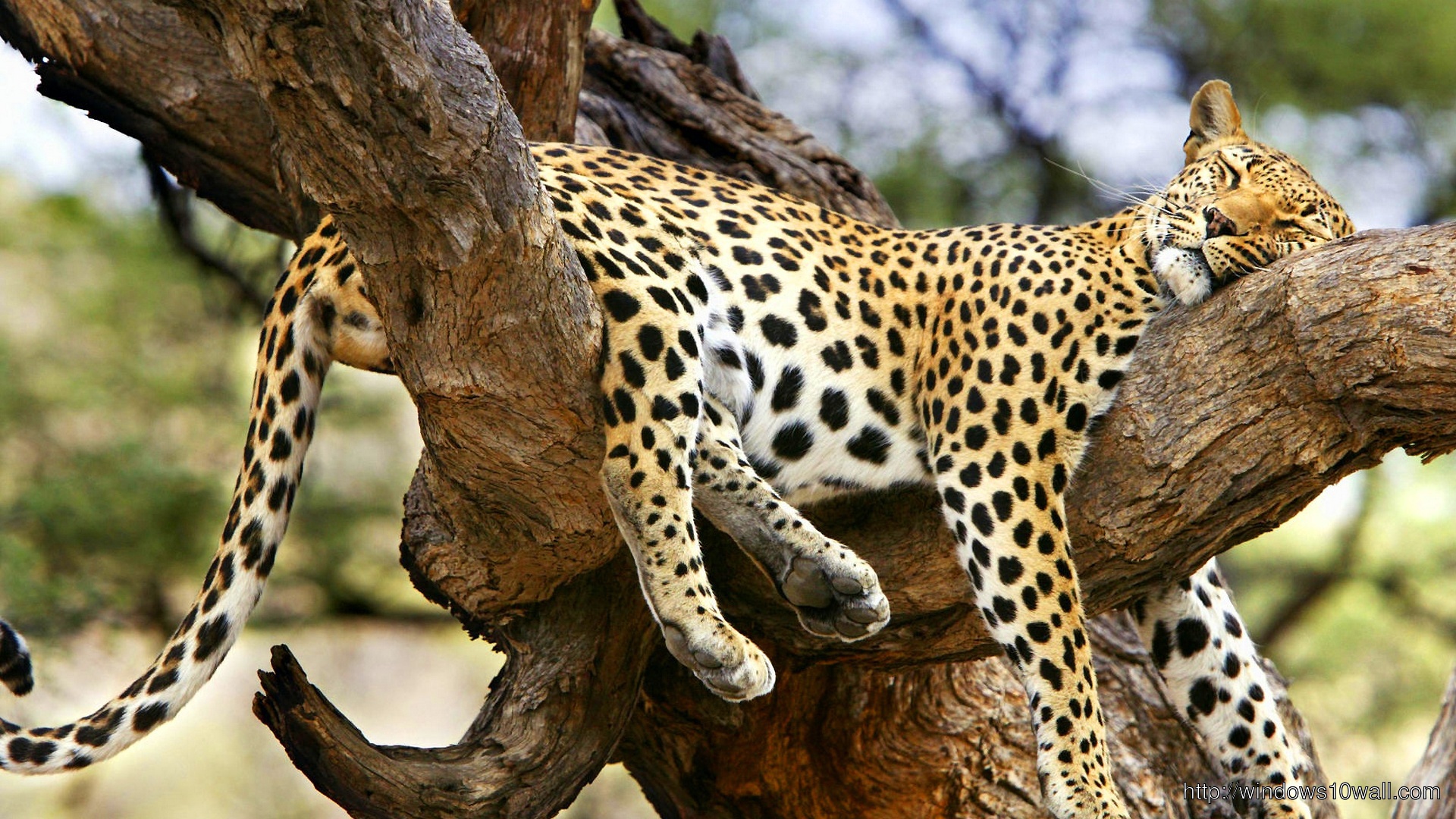 Jaguar Sleeping On Tree Wallpaper