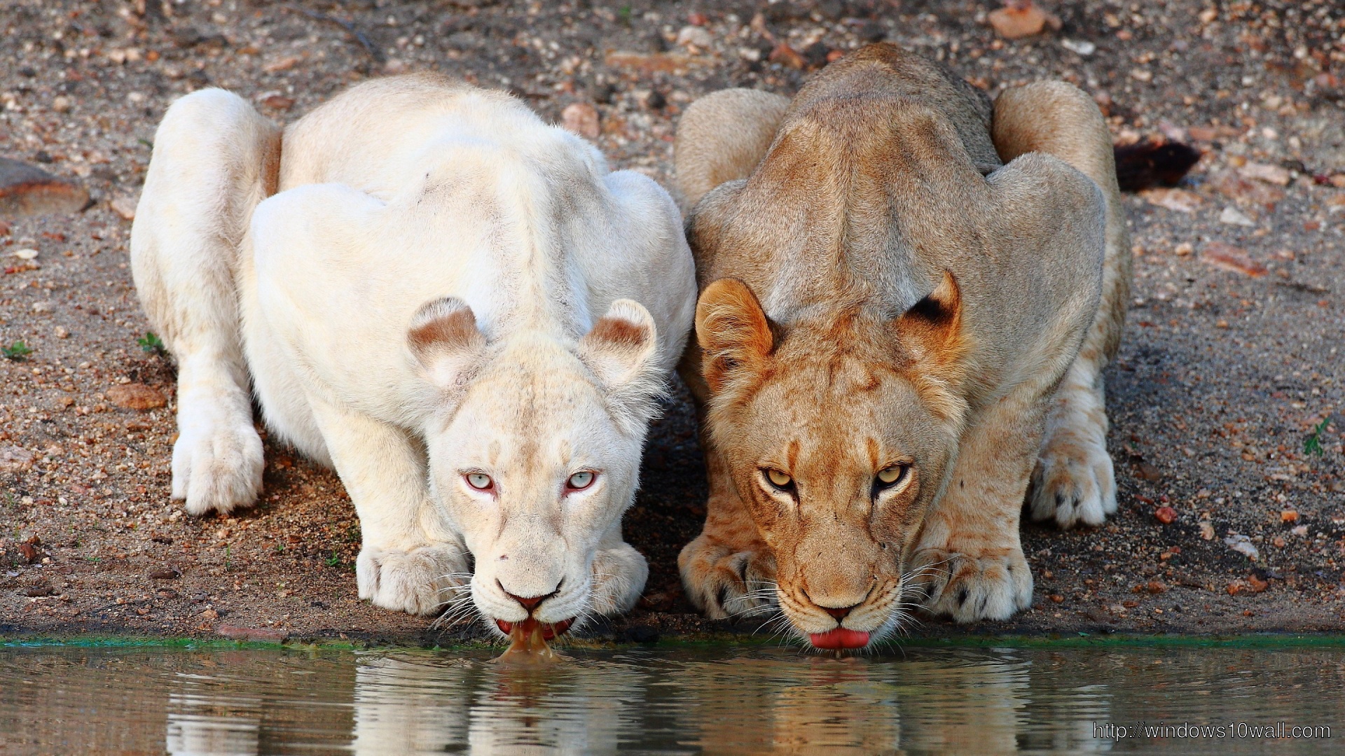 Lions Drinking Water Wallpaper