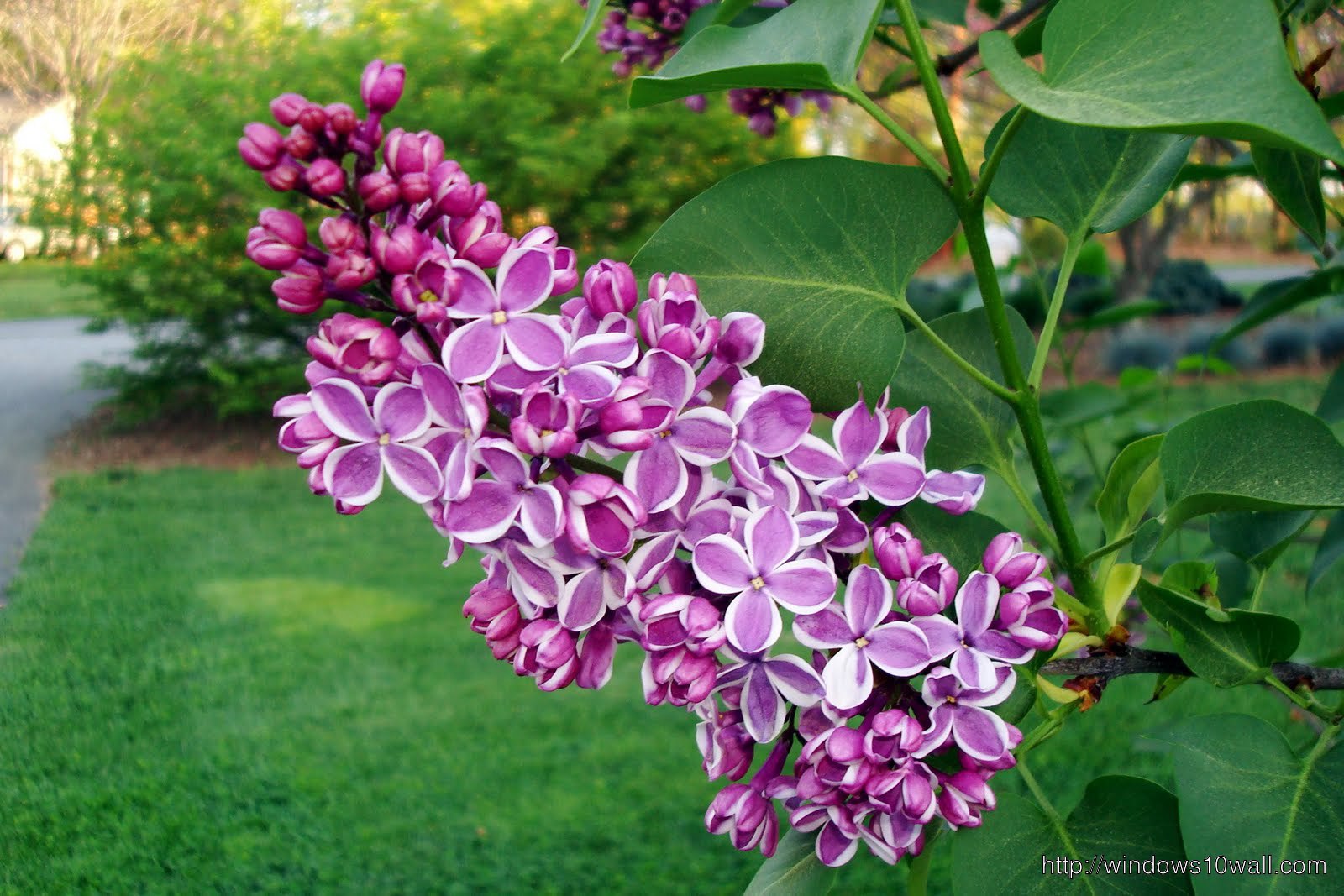 Nature Flowers lilac in Garden Wallpaper