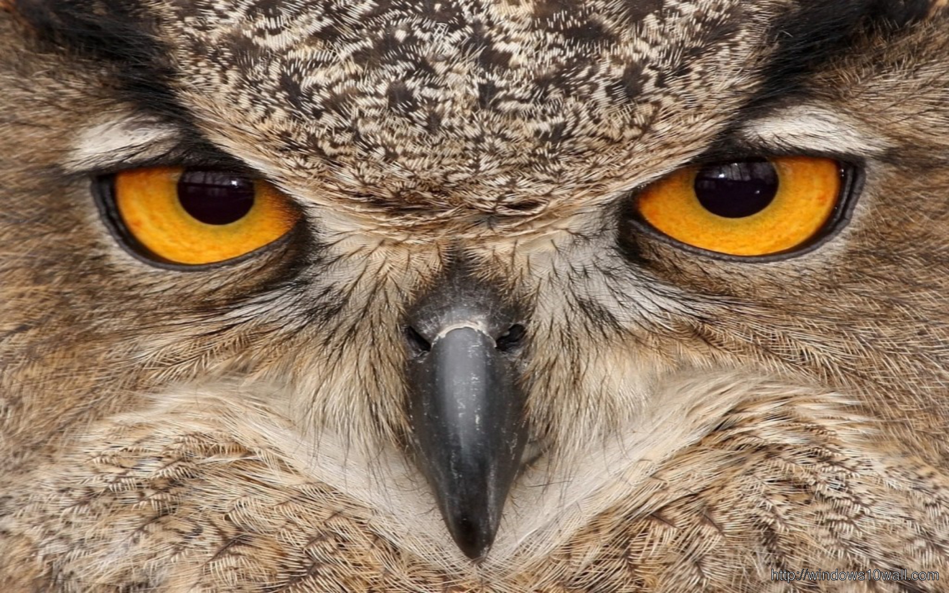 Owl Bird Eyes Wallpaper