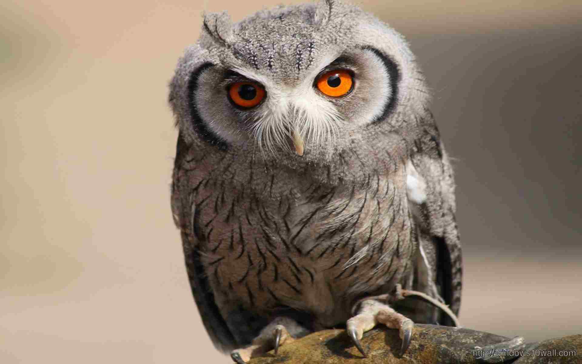 Owl Bird Picture