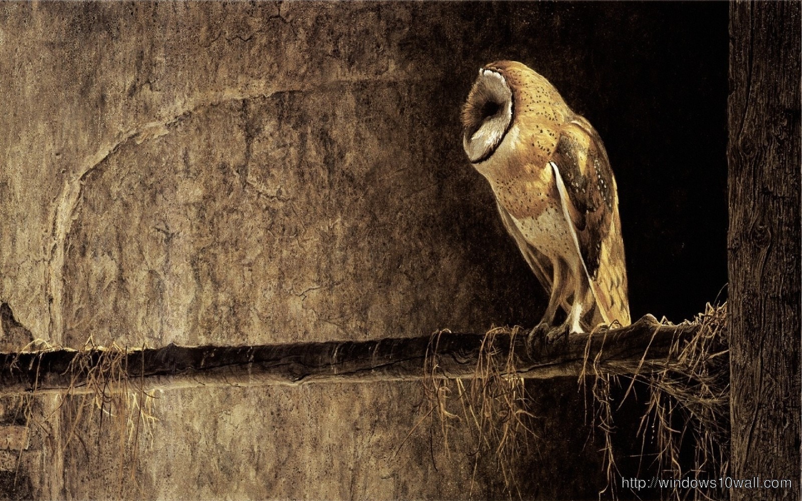 Owl Wallpaper To Download