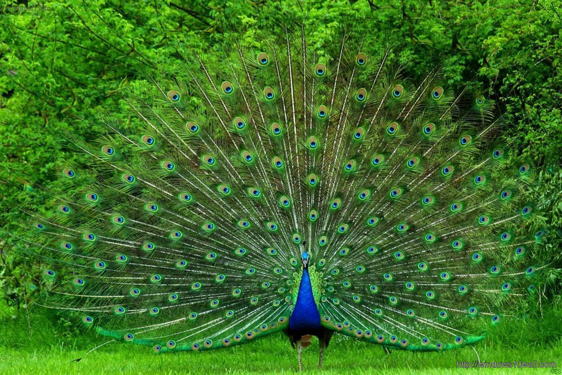 Peacock Bird Picture