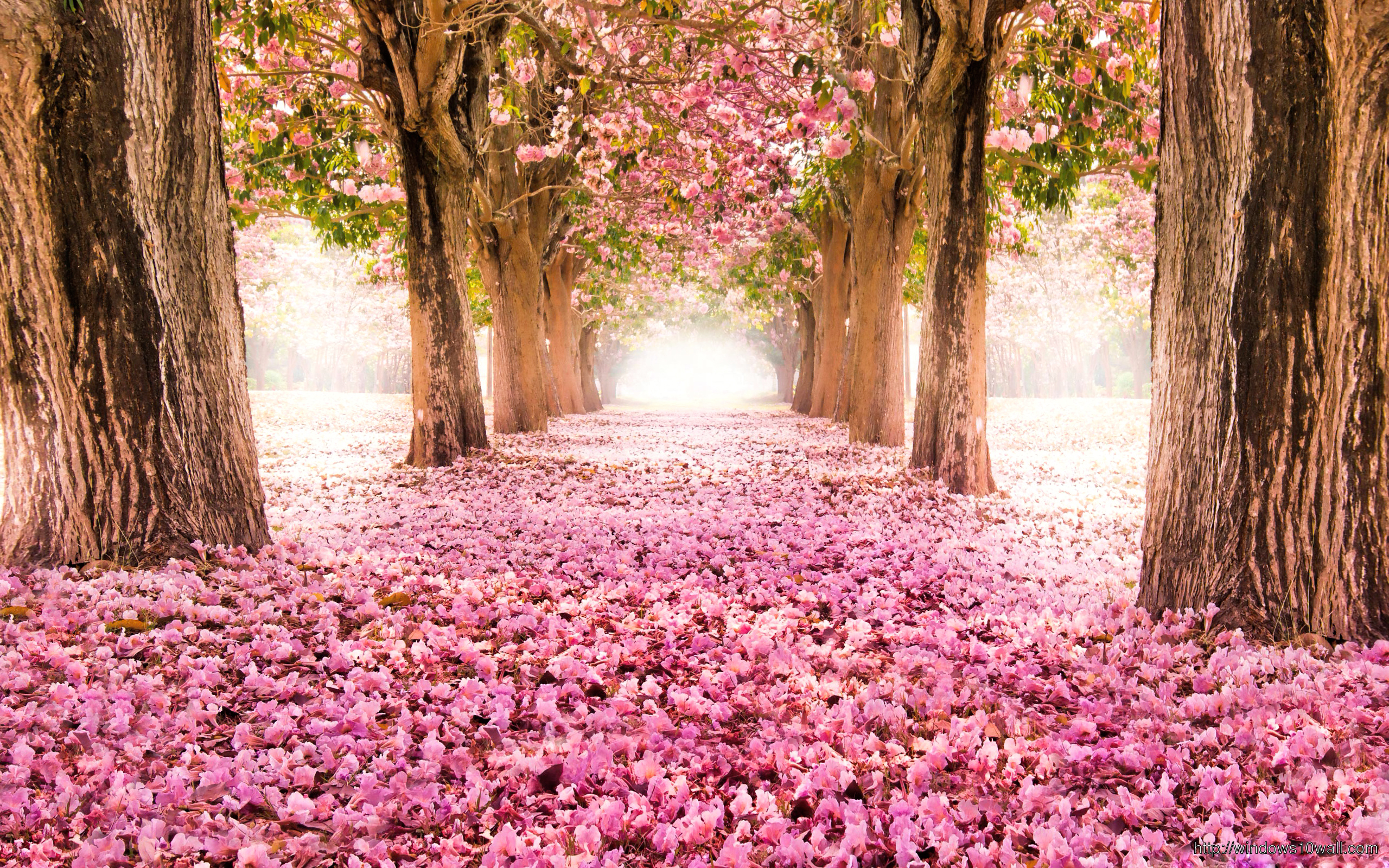 Pink Flower Land Wallpaper