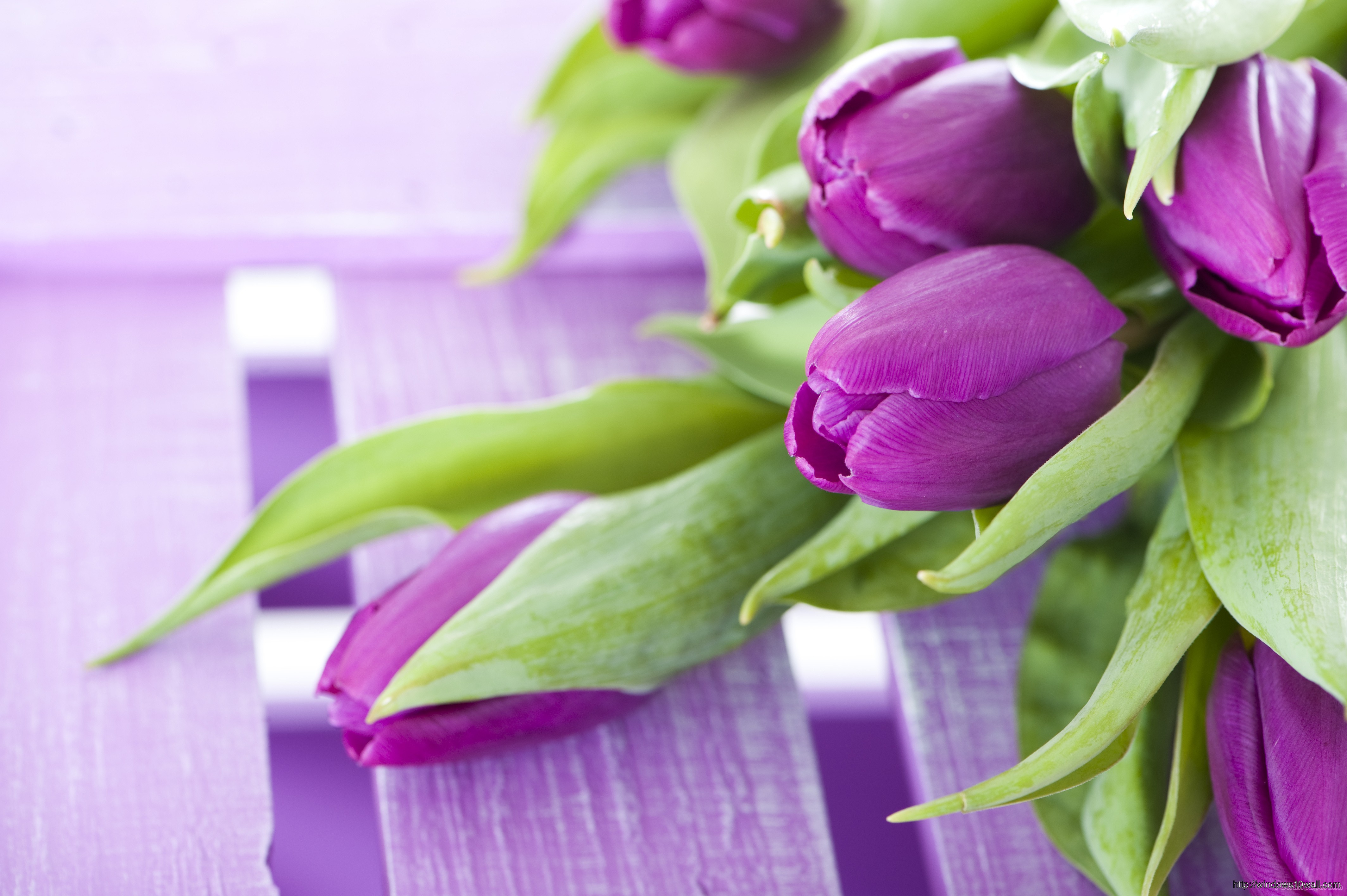 Purple Flowers Tulips Wallpaper