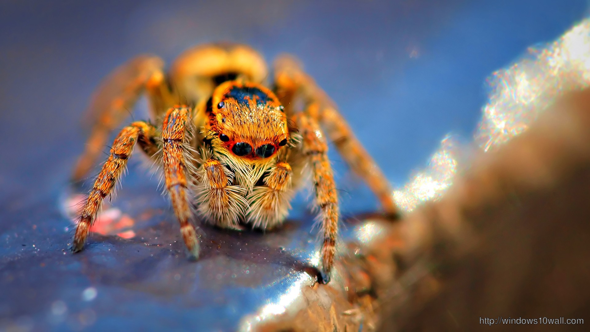 Spider Animal Wallpaper