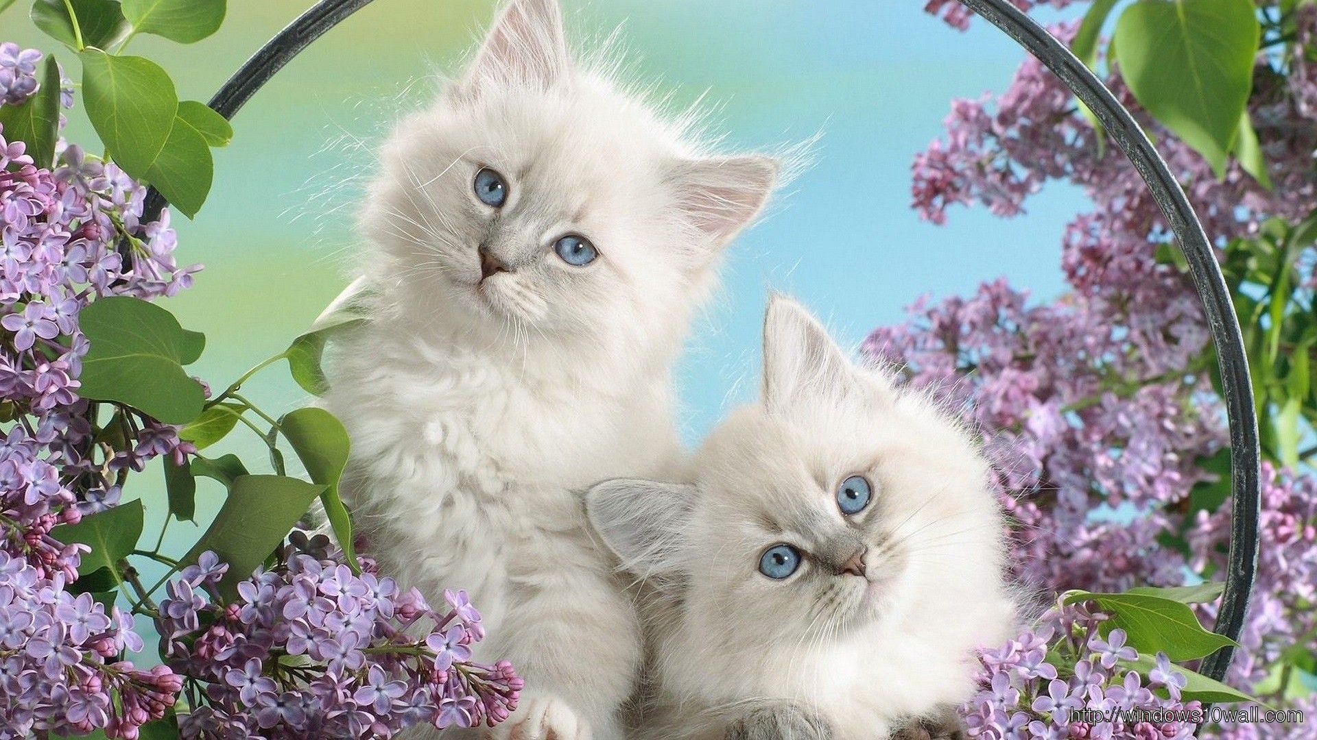 White Cats And Flowers Wallpaper