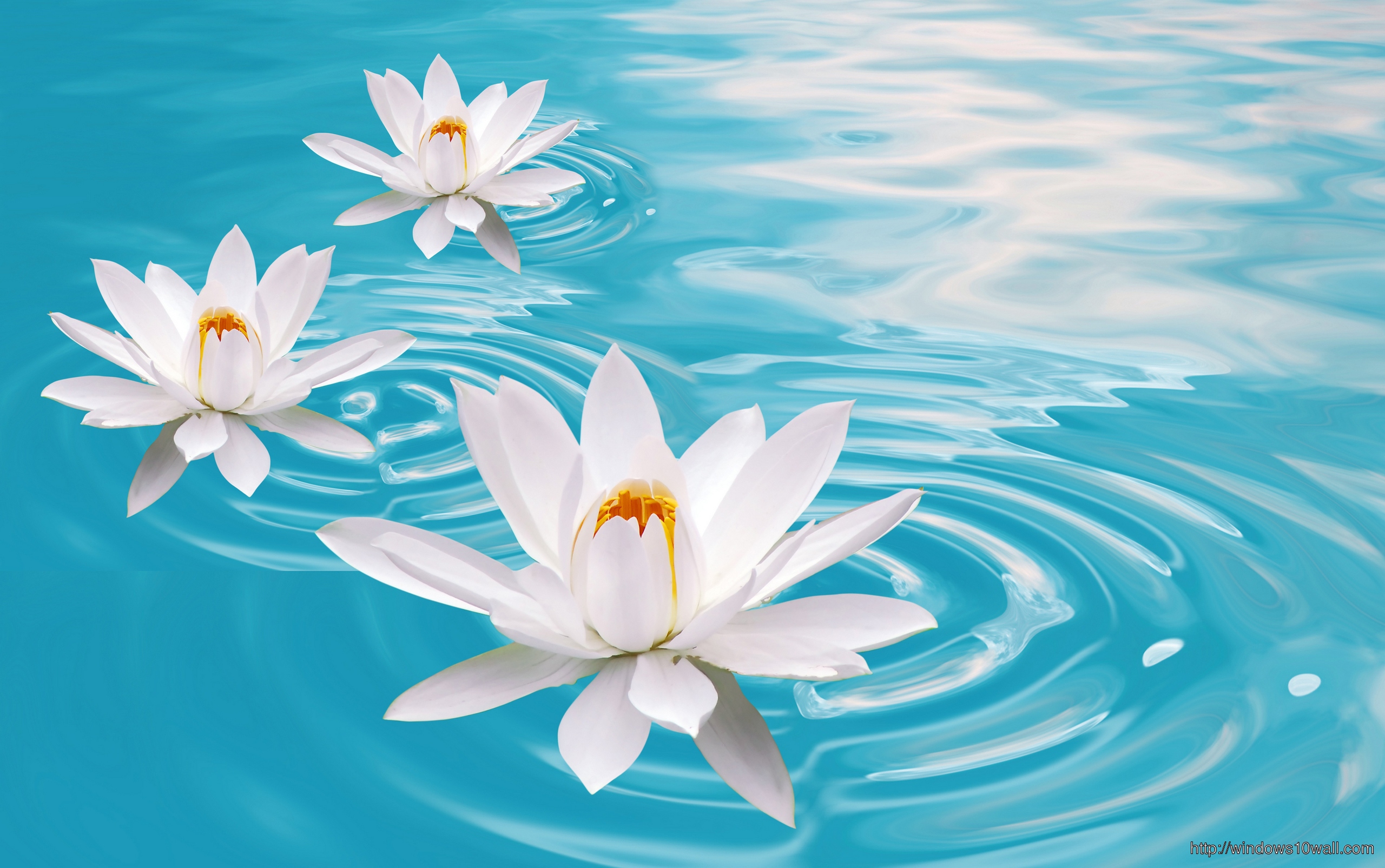 White Lotus In Water Wallpaper