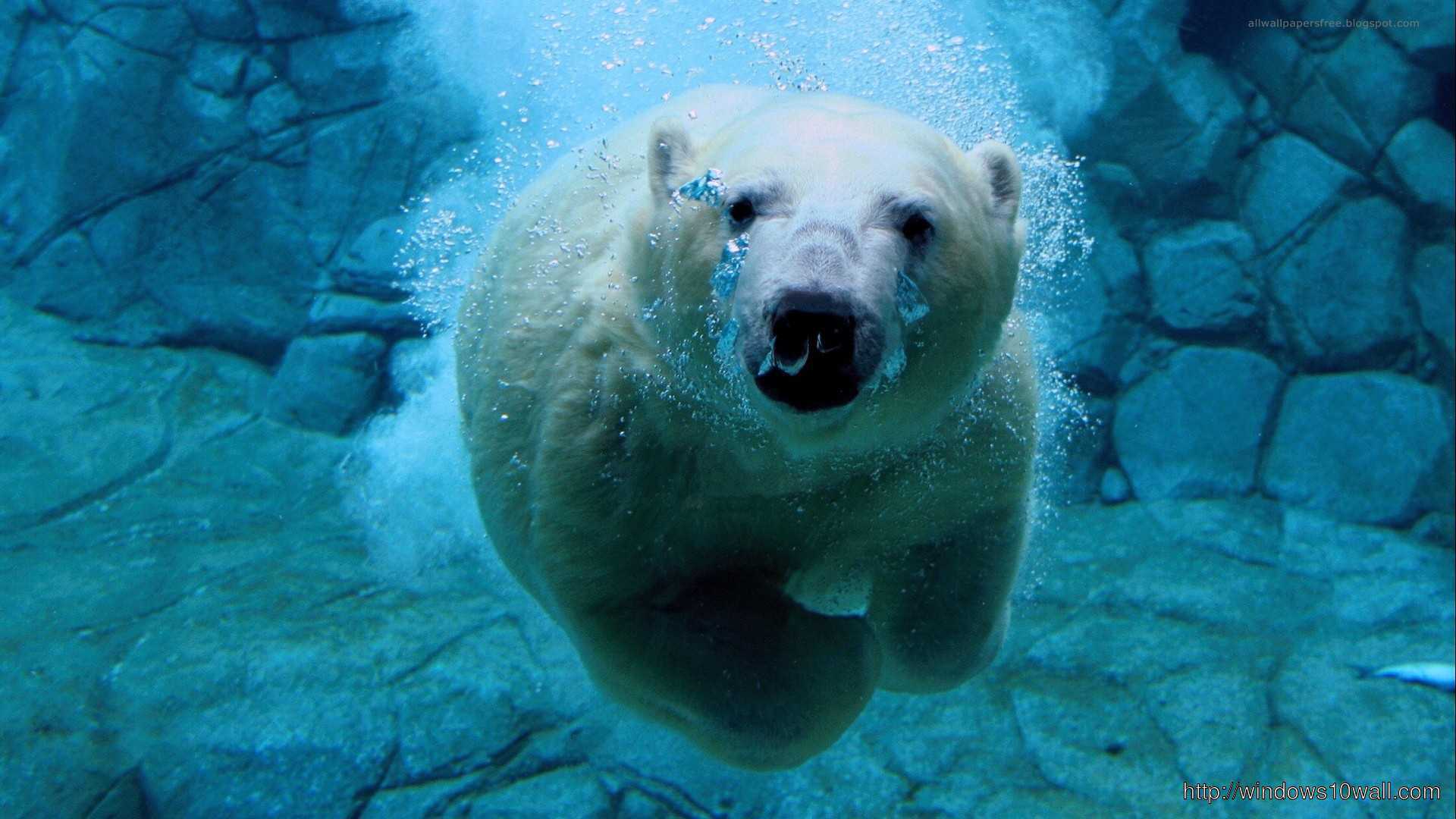 white bear in water background wallpaper hd 1080p