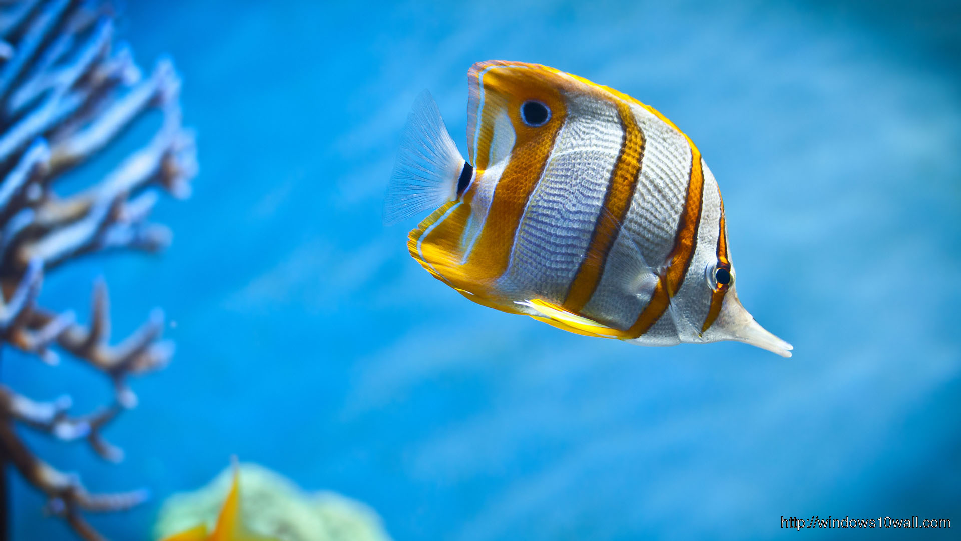 Yellow Under Sea Fish Wallpaper