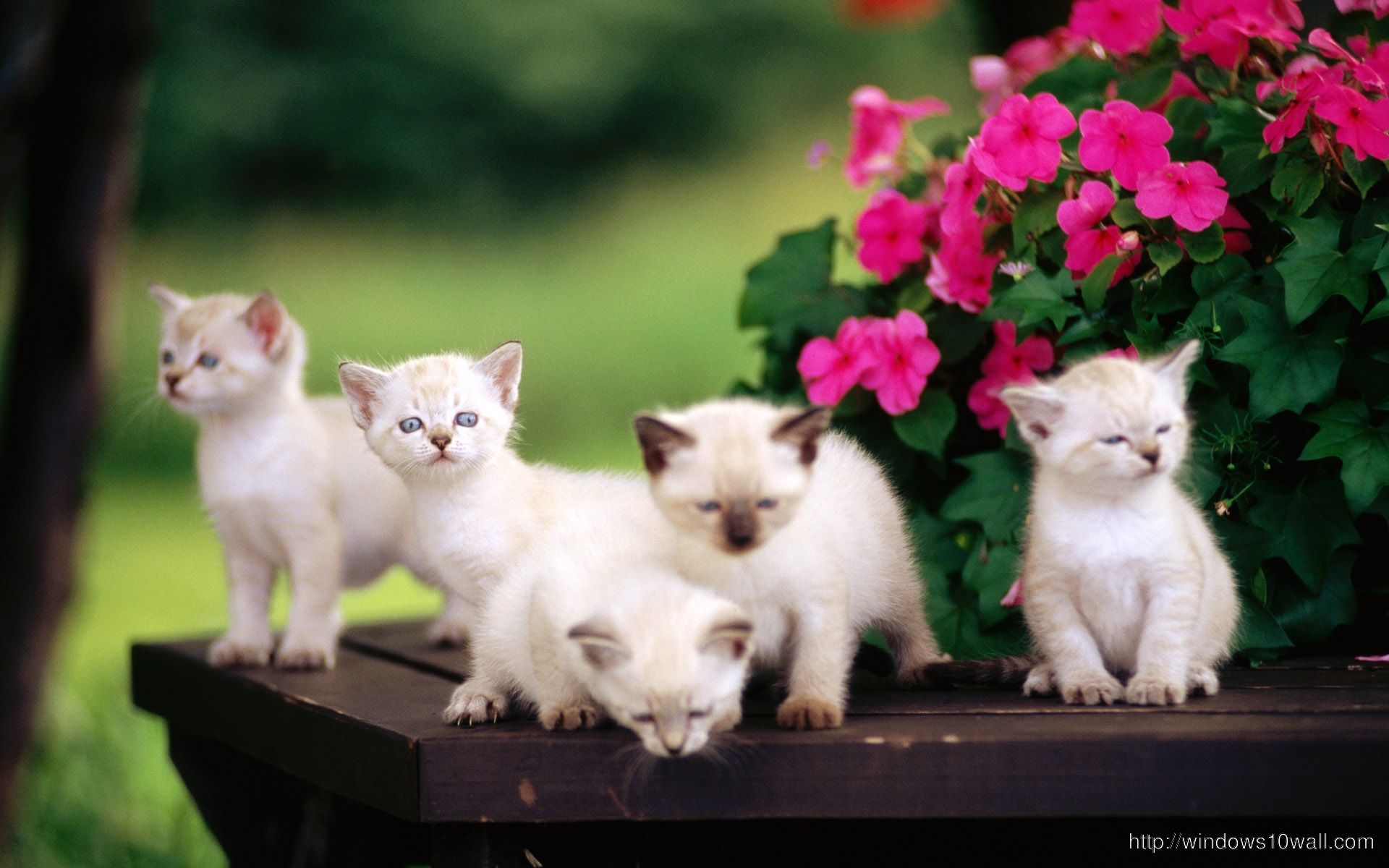 Cute Little Kittens Wallpapers