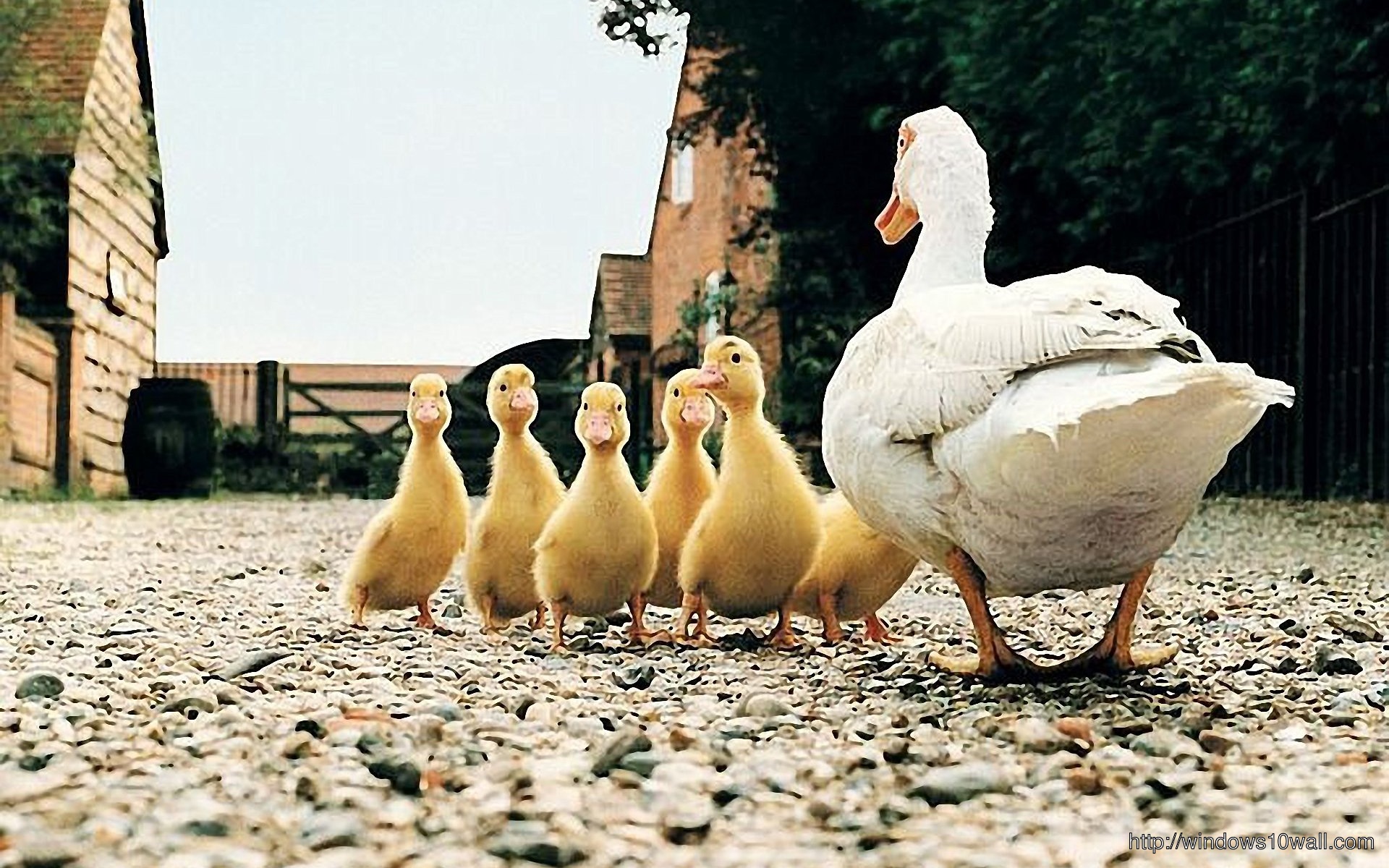 Duck Family Background Wallpaper