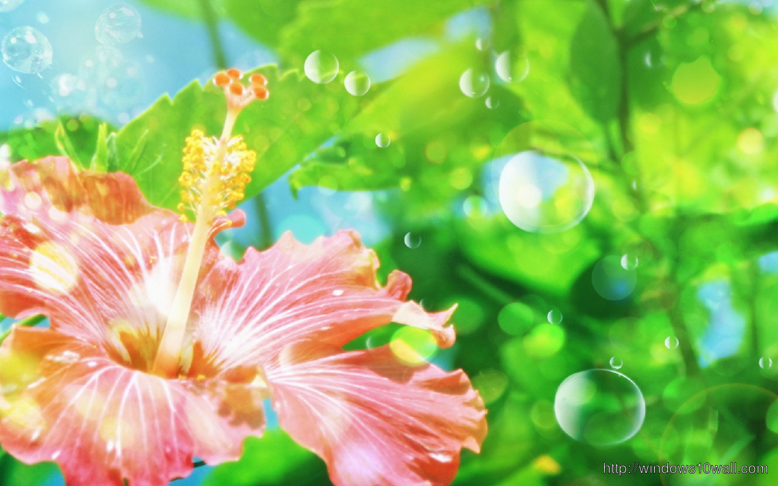 Flower Background Wallpaper To Download