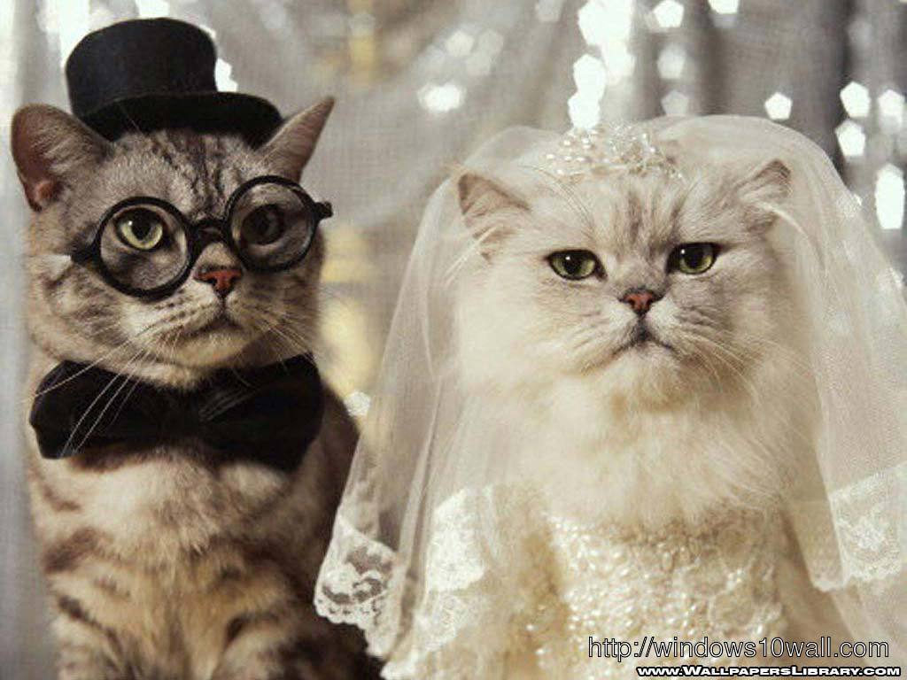 Funny Cat Wedding Wallpaper
