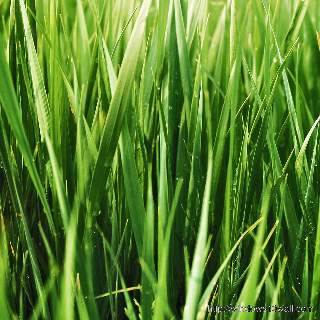 Green Grass iPad Background Wallpaper