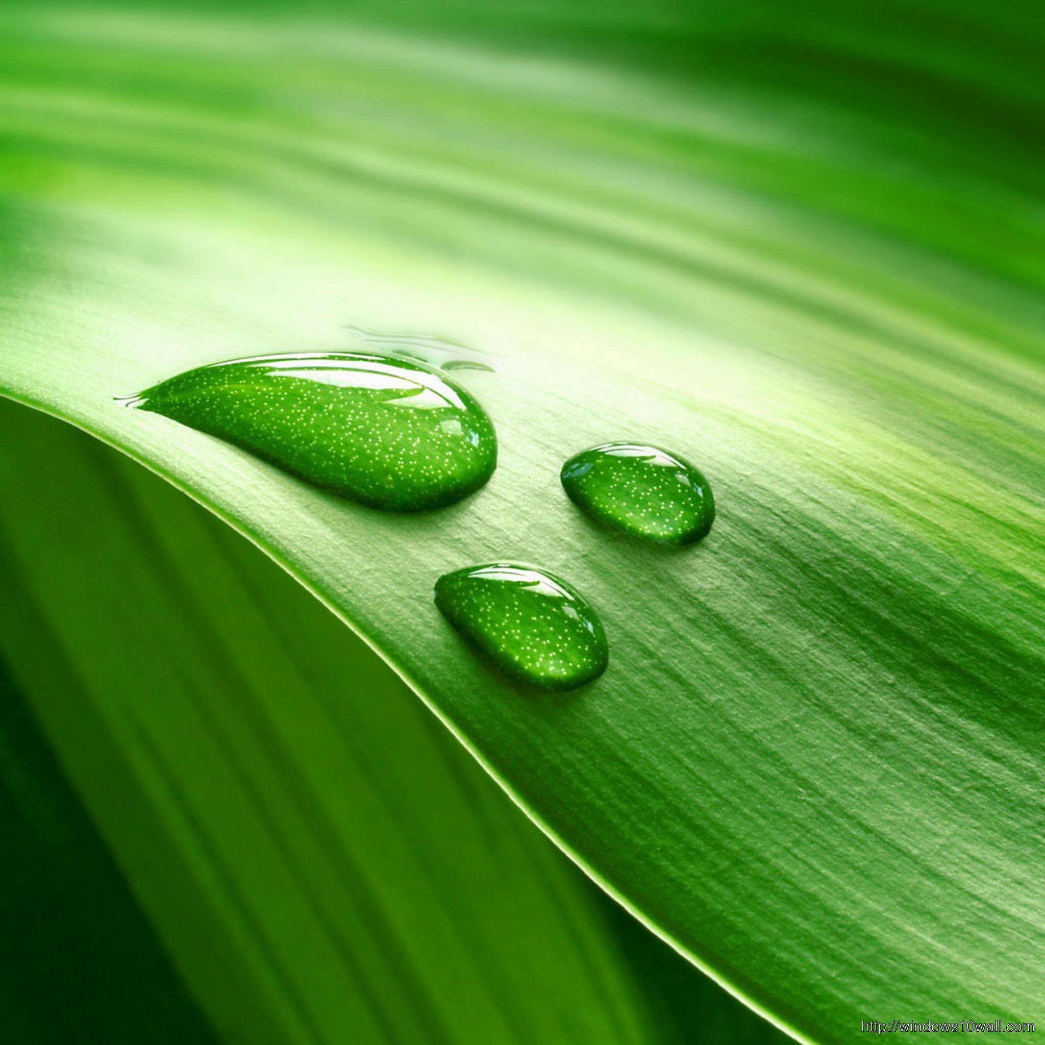leaves with water drops ipad background wallpaper