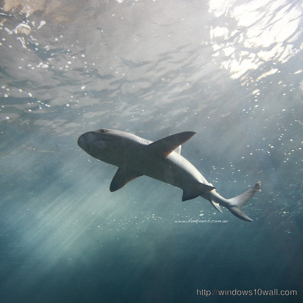 Underwater Shark iPad Background Wallpaper
