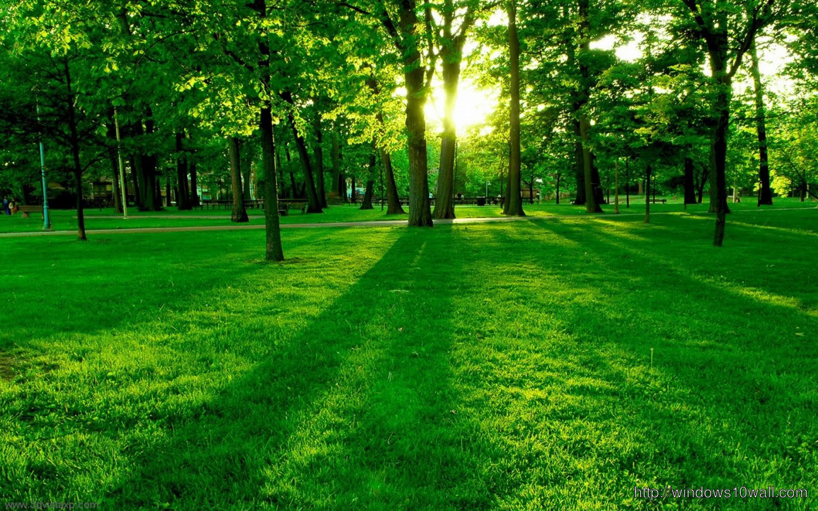 Green Nature Green Trees Background Wallpaper
