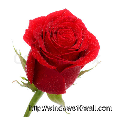 Red Rose Background Wallpaper