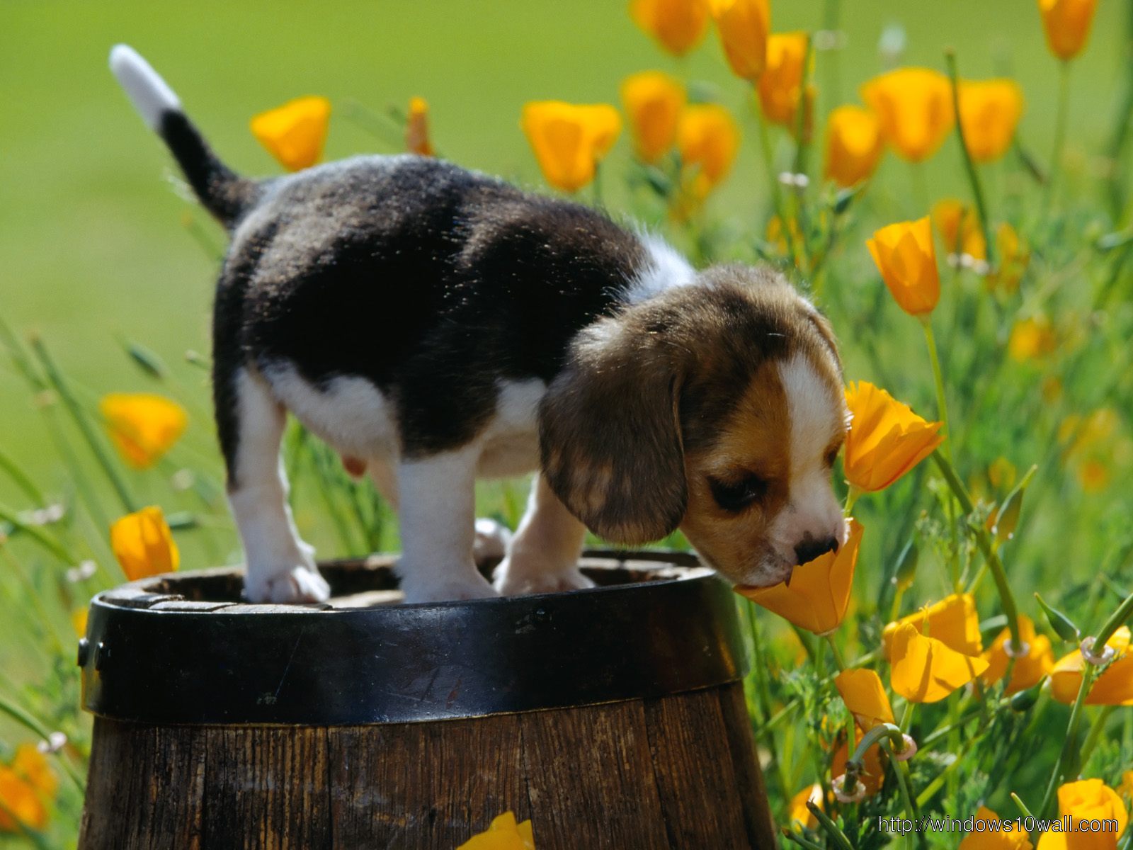 Spring scents beagle puppy free wallpaper