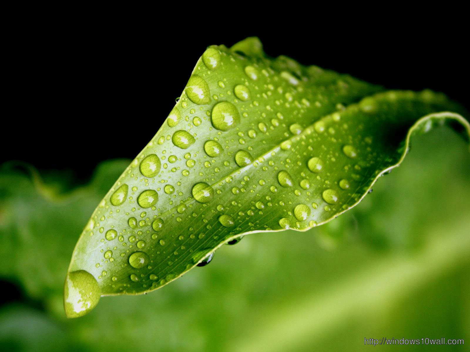 nature green leaf with rain water drops wallpaper