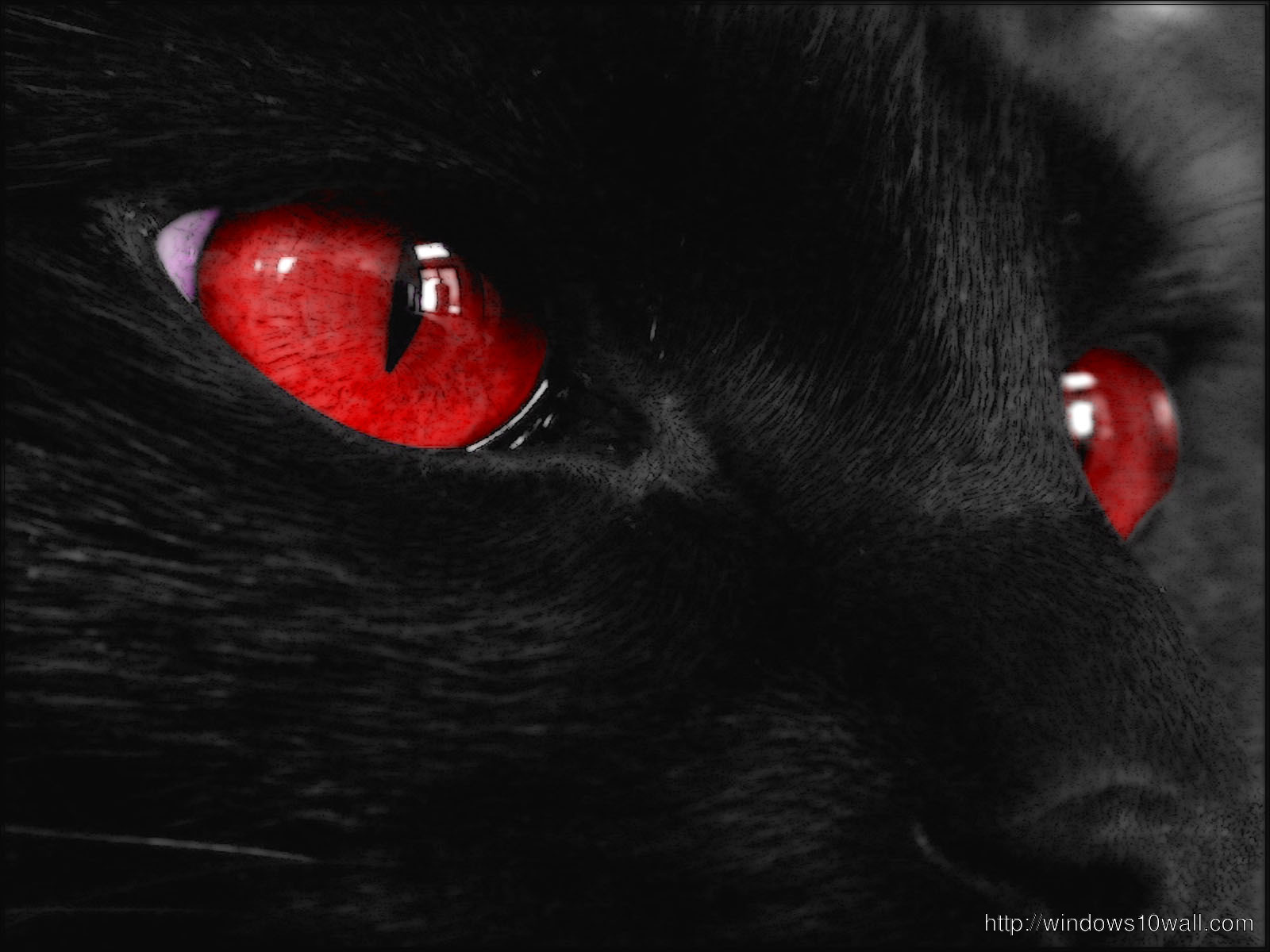 red cat eyes dark black wallpaper download