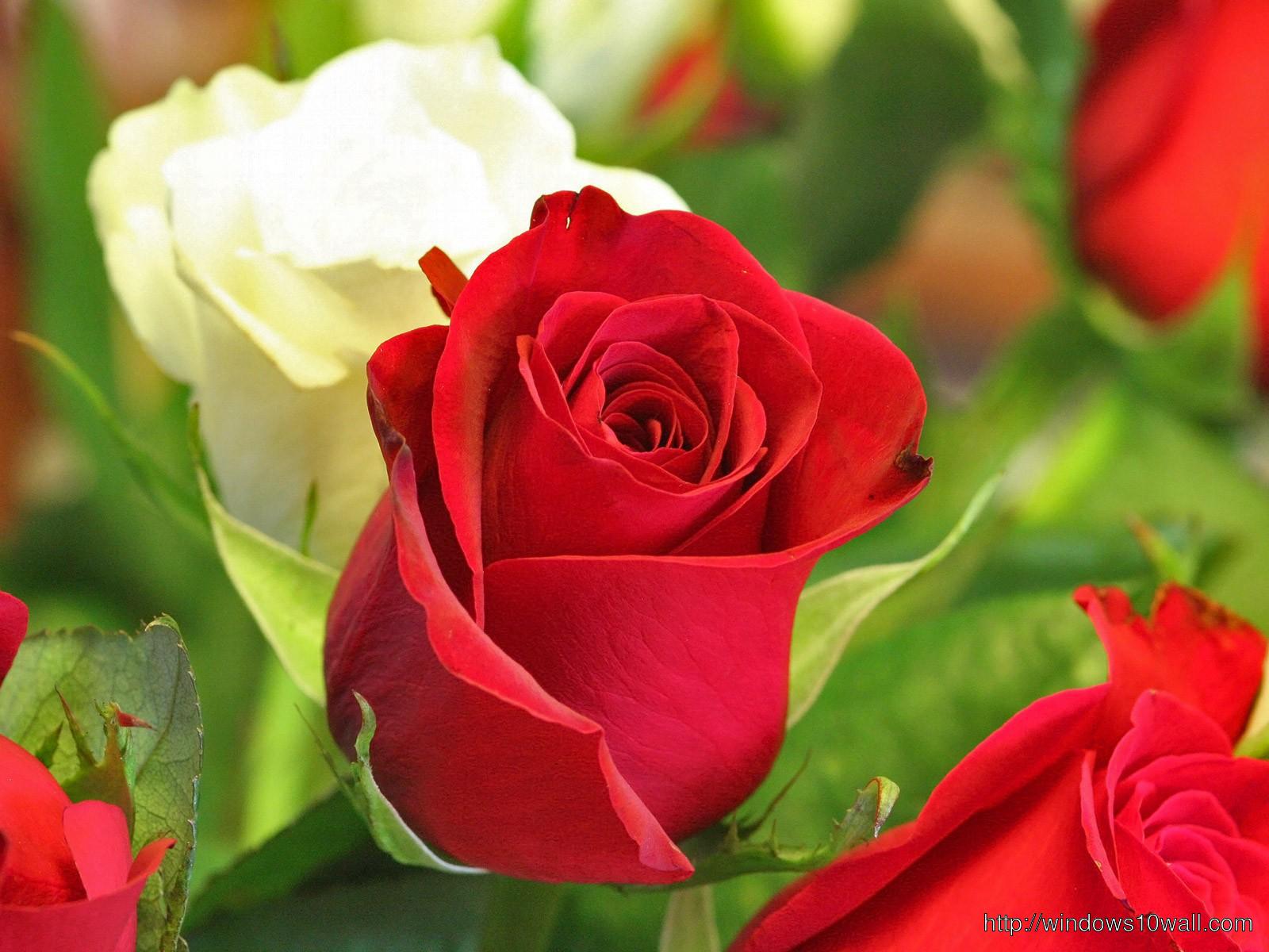 beautiful rose flower wallpaper