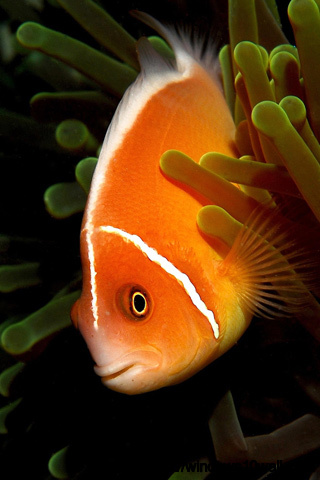 iphone wallpaper of the Barrier Reef Anemonefish