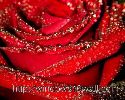 Red Rose with water drops background wallpaper