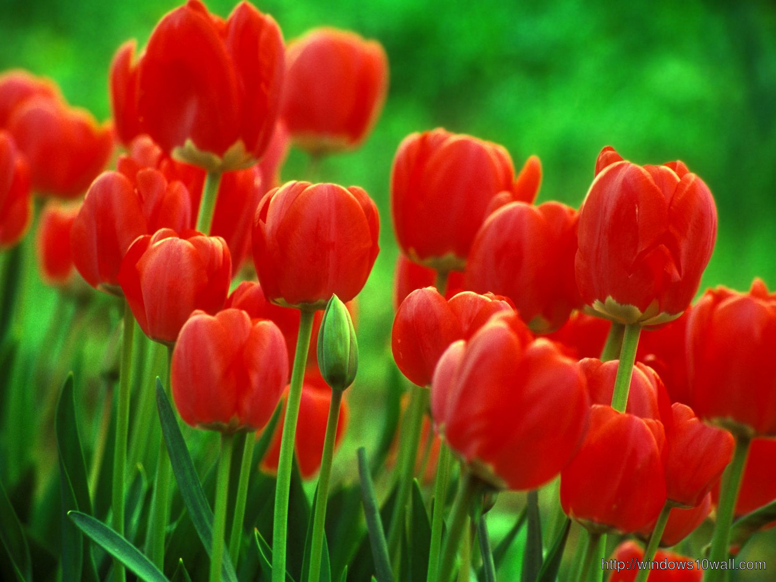 Red Tulips Flowers Wallpapers hd