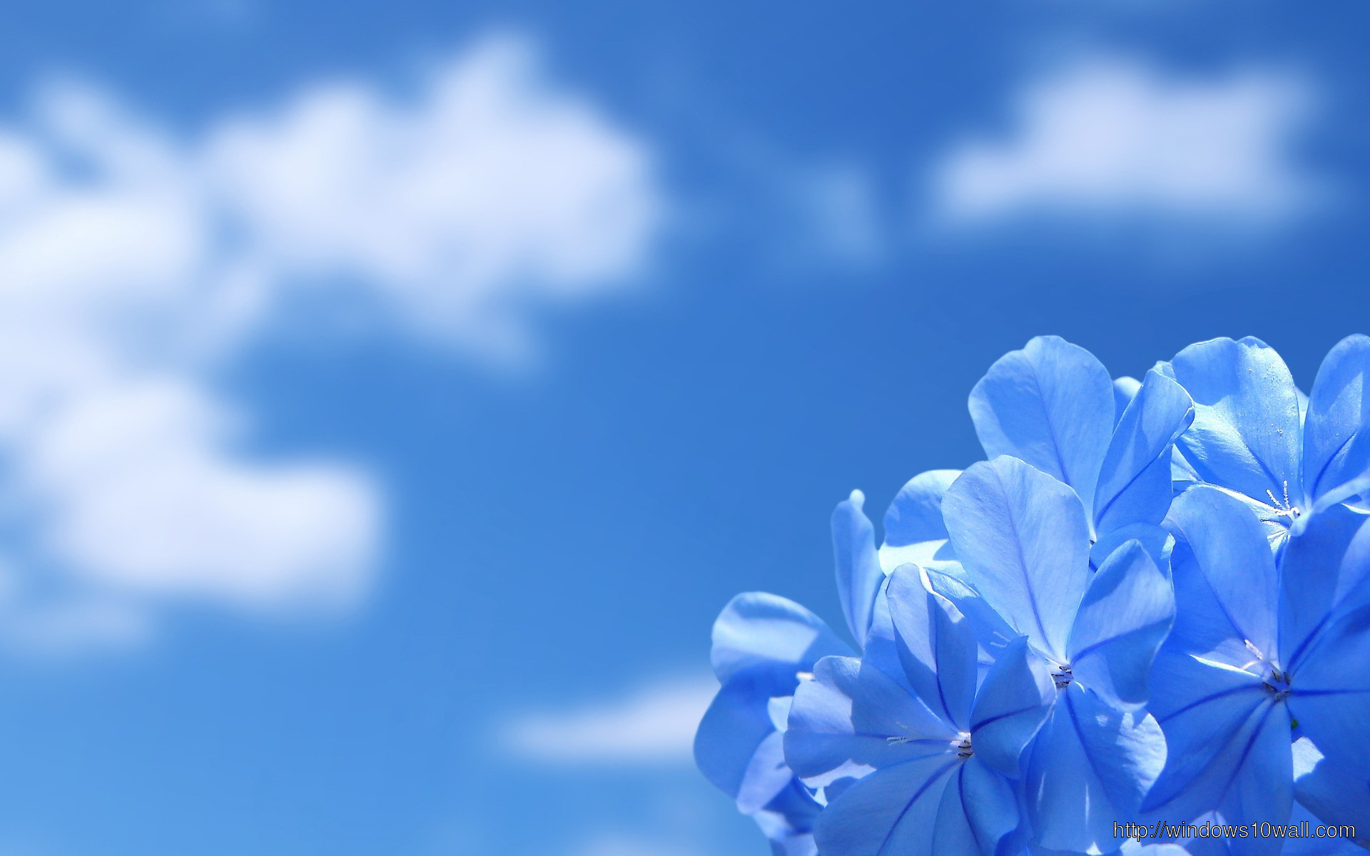 sky blue background with flowers amazing wallpaper