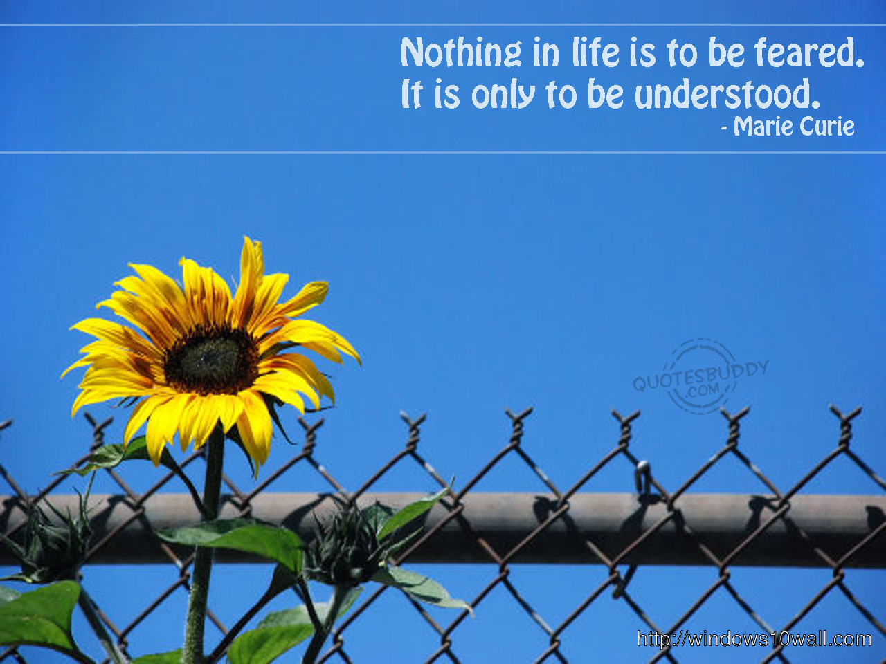 Life Quotes hd Wallpaper free download for desktop