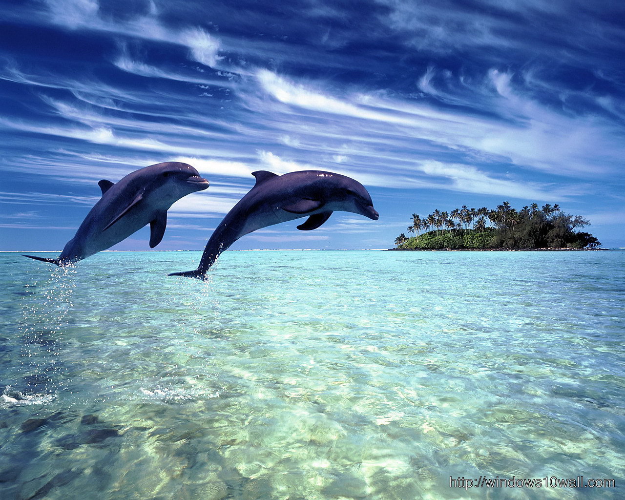 Living 3D Dolphins hd wallpaper
