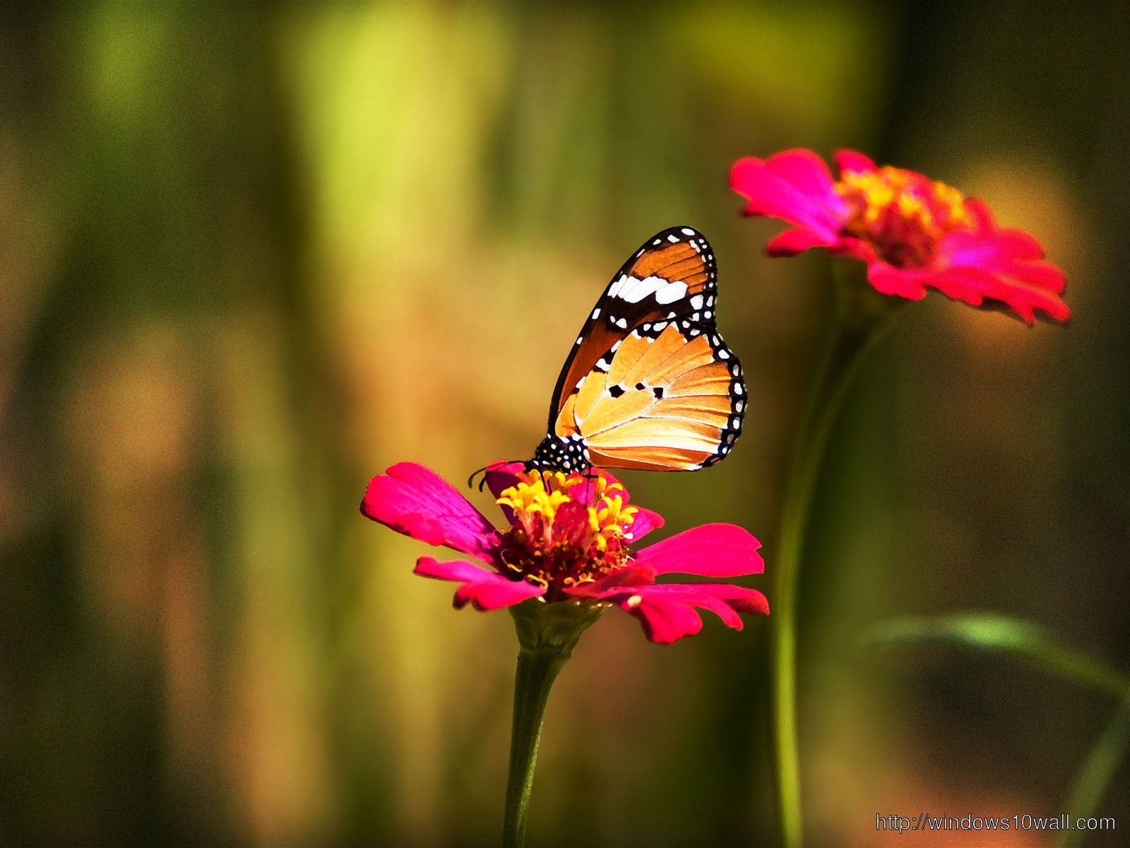 Colourful Butterfly on Flower Background Wallpaper