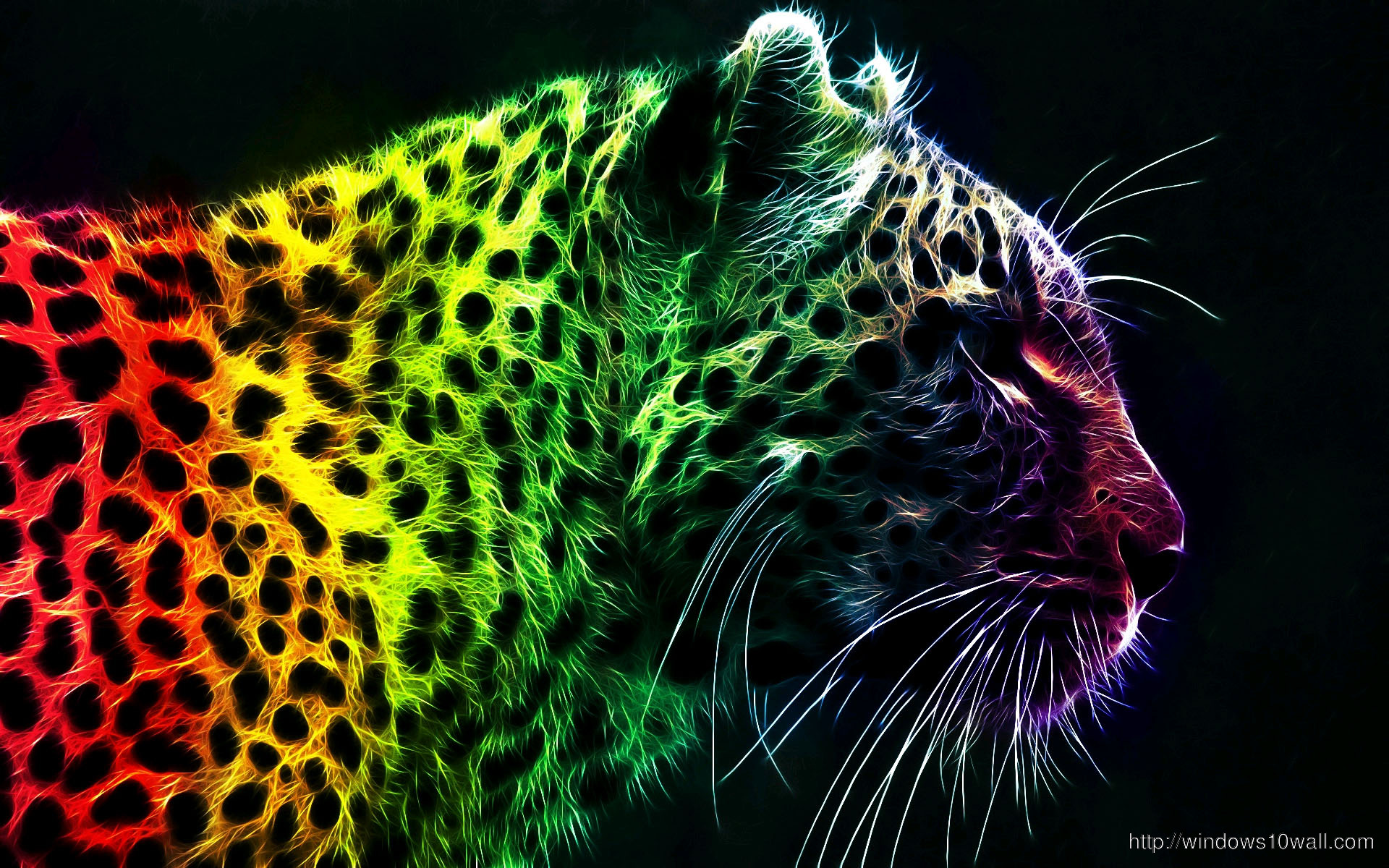 Ultimate Rainbow Leopard Wallpapers
