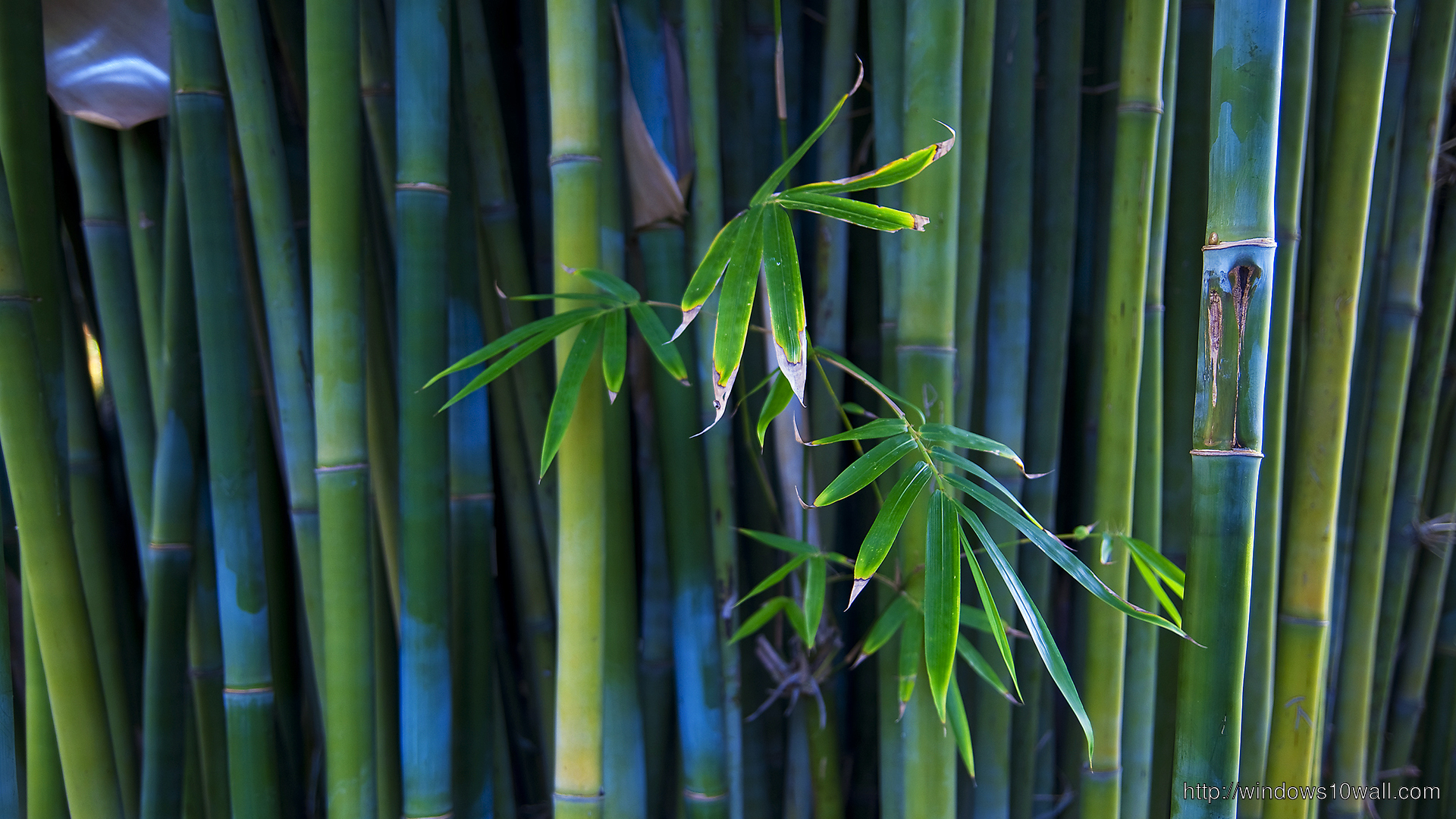 Animated Bamboo Background Wallpaper - windows 10 Wallpapers