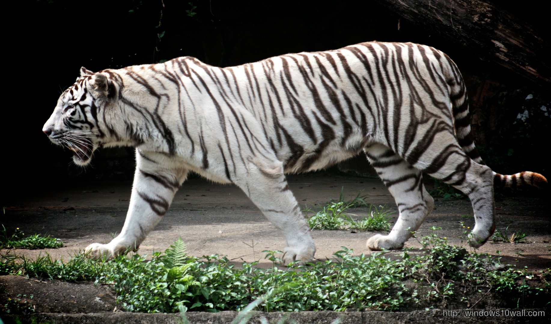 Full White Tiger Picture