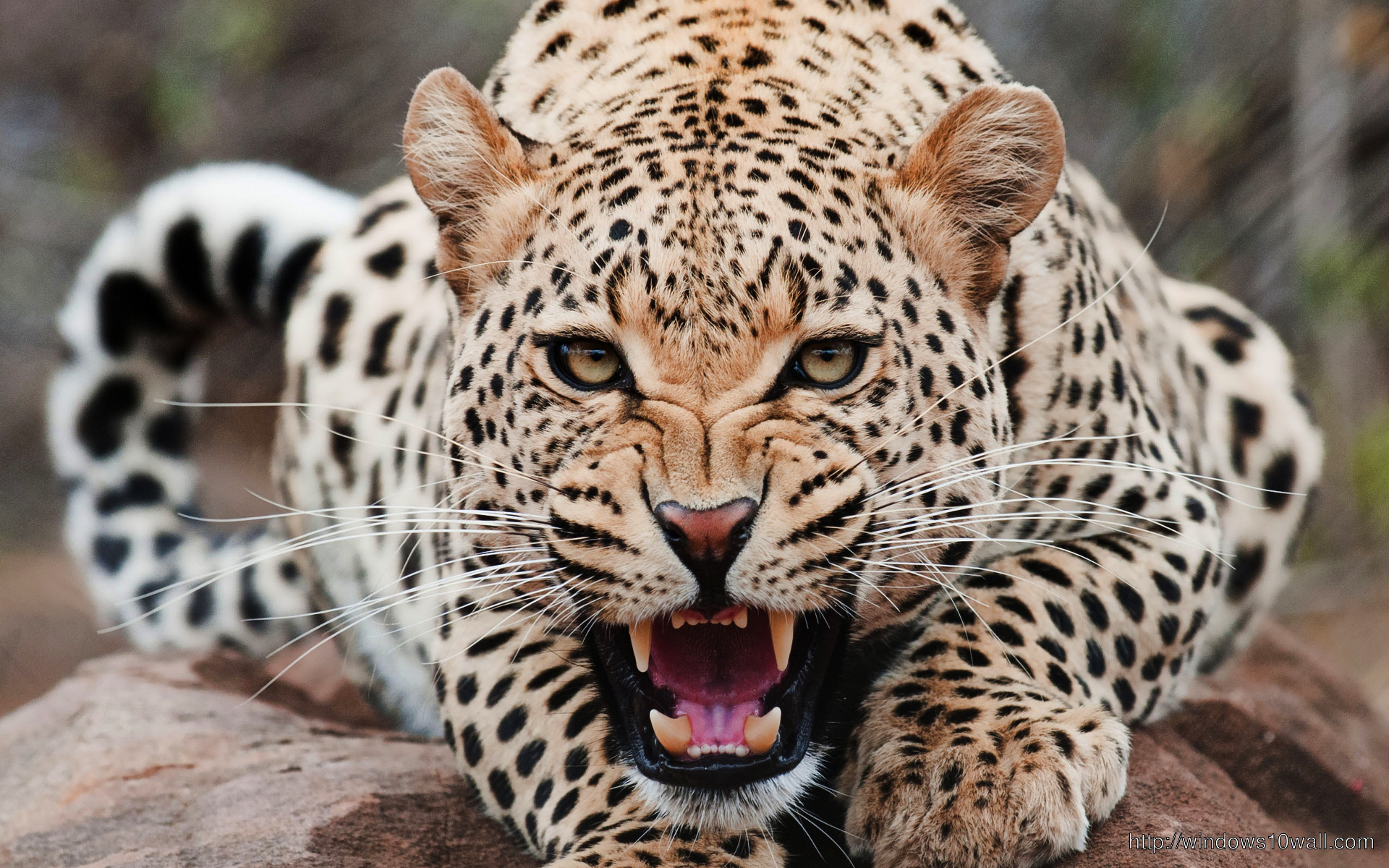 Roar of Jaguar Background Wallpaper
