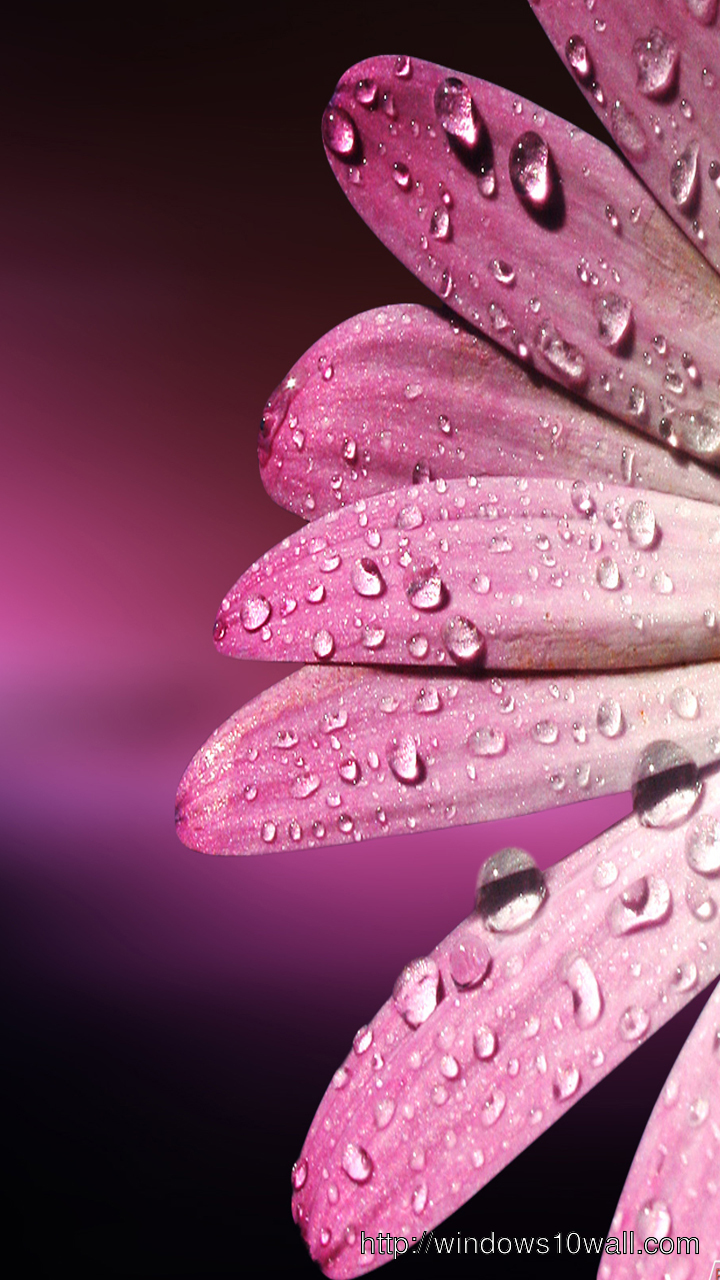 Pink Flower for Samsung Galaxy